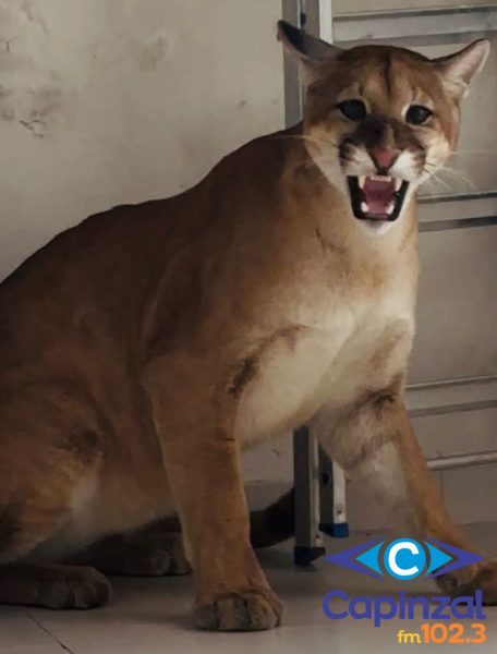 Leão-baio é resgatado após ser encontrado em área urbana de Campos Novos