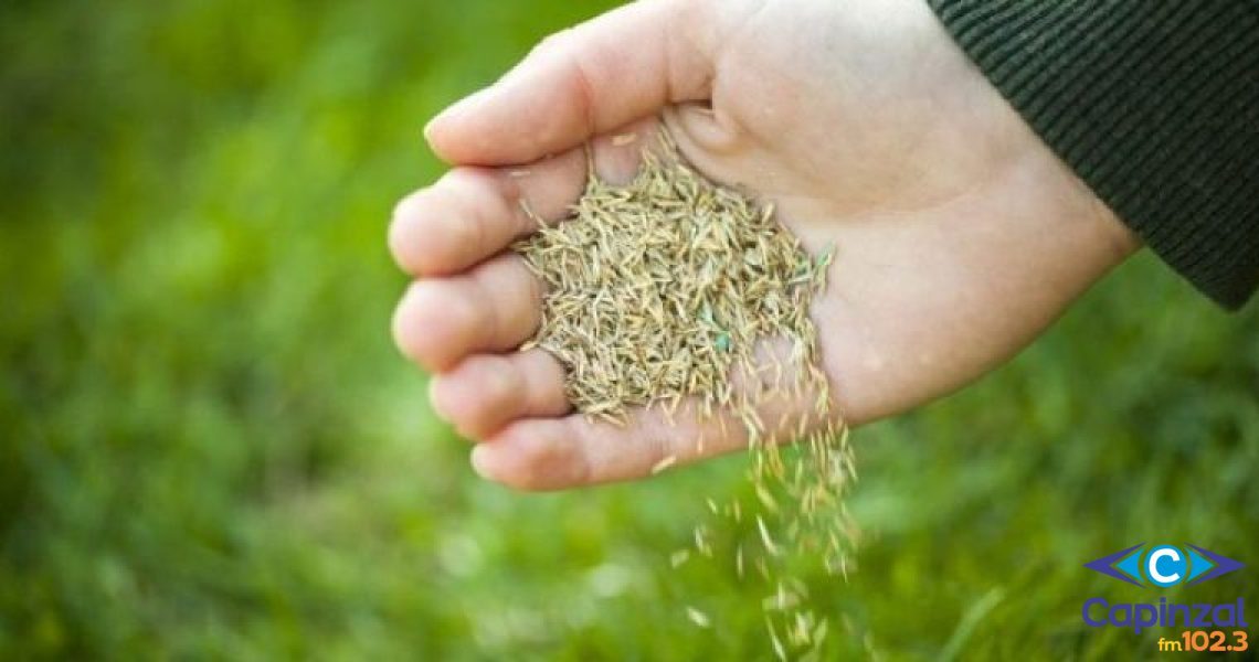 Subsídio para sementes de pastagem poderá ser ampliado para produtores de Capinzal