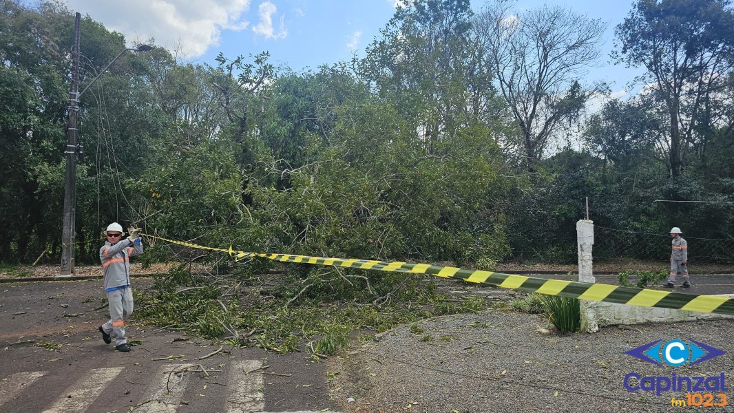 Queda de árvore de grande porte bloqueia trânsito e atinge rede elétrica no Loteamento Parizotto