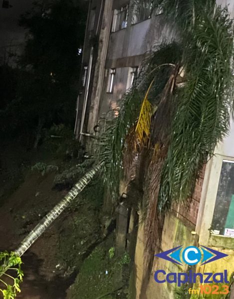 Queda de coqueiro atinge parede de prédio no Centro de Capinzal