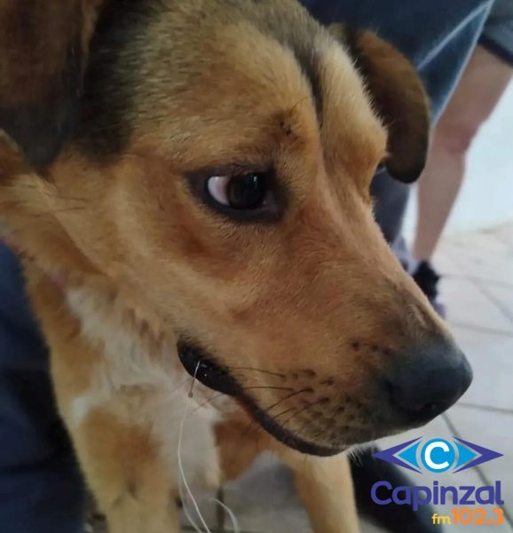 Cão é encontrado com anzol preso dentro da boca no Centro de Capinzal