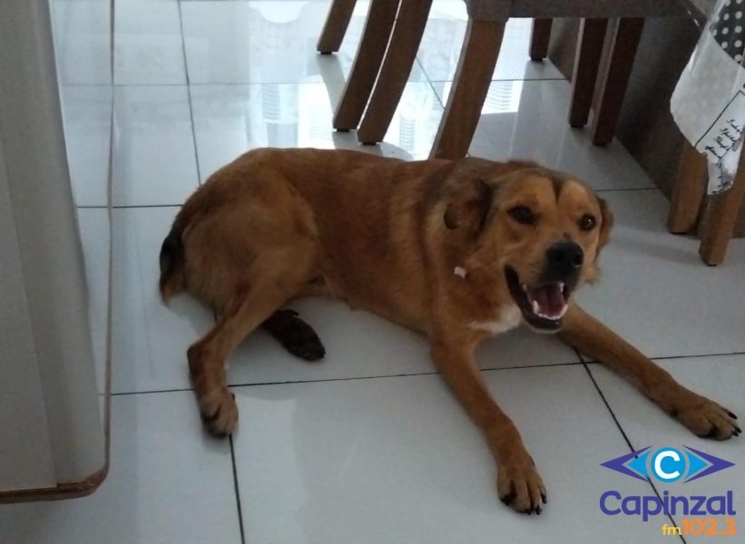 OUÇA: Casal de Ouro resgata em Capinzal cão com anzol preso na boca e detalha o caso: “Veio ao nosso encontro”