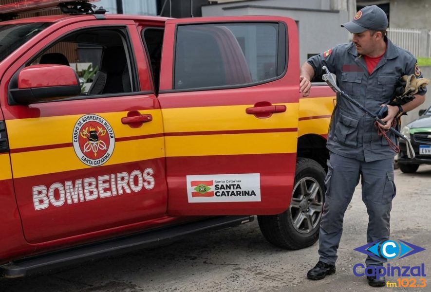 Possível filhote de jararaca é capturado pelo Corpo de Bombeiros em pátio de residência em Capinzal